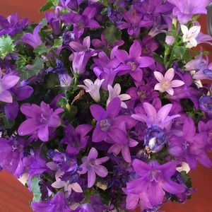 Meet your Posher, Lupita